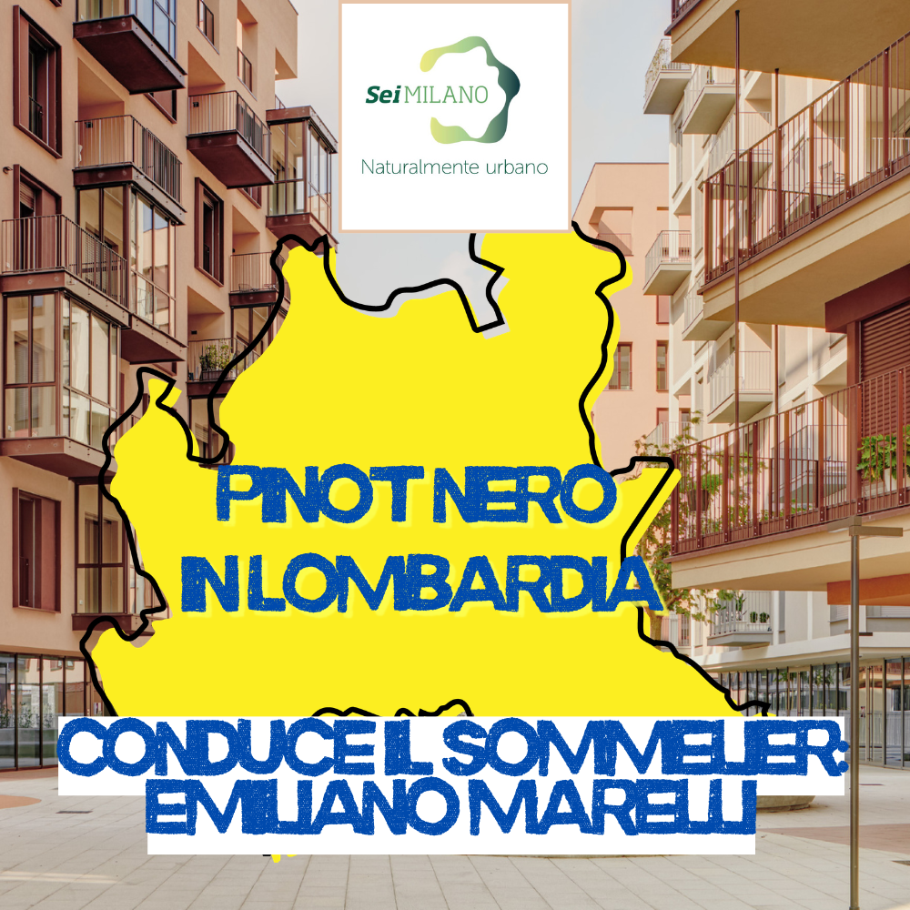 Pinot nero in Lombardia – SeiMilano – 22 maggio 2026