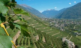 La Valtellina che non t’aspetti e sua maestà lo Sforzato