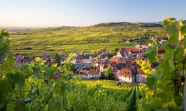 Riesling: i migliori Grand Cru dell’Alsazia