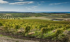 Masterclass con il Consorzio di Tutela Vini Sicilia DOC – Focus sul vitigno Grillo