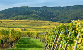 Brut Dargent: la Jura tra Metodo Classico e spumanti analcolici