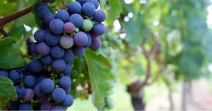 Il clima sta trasformando l’Inghilterra in una terra di vino?